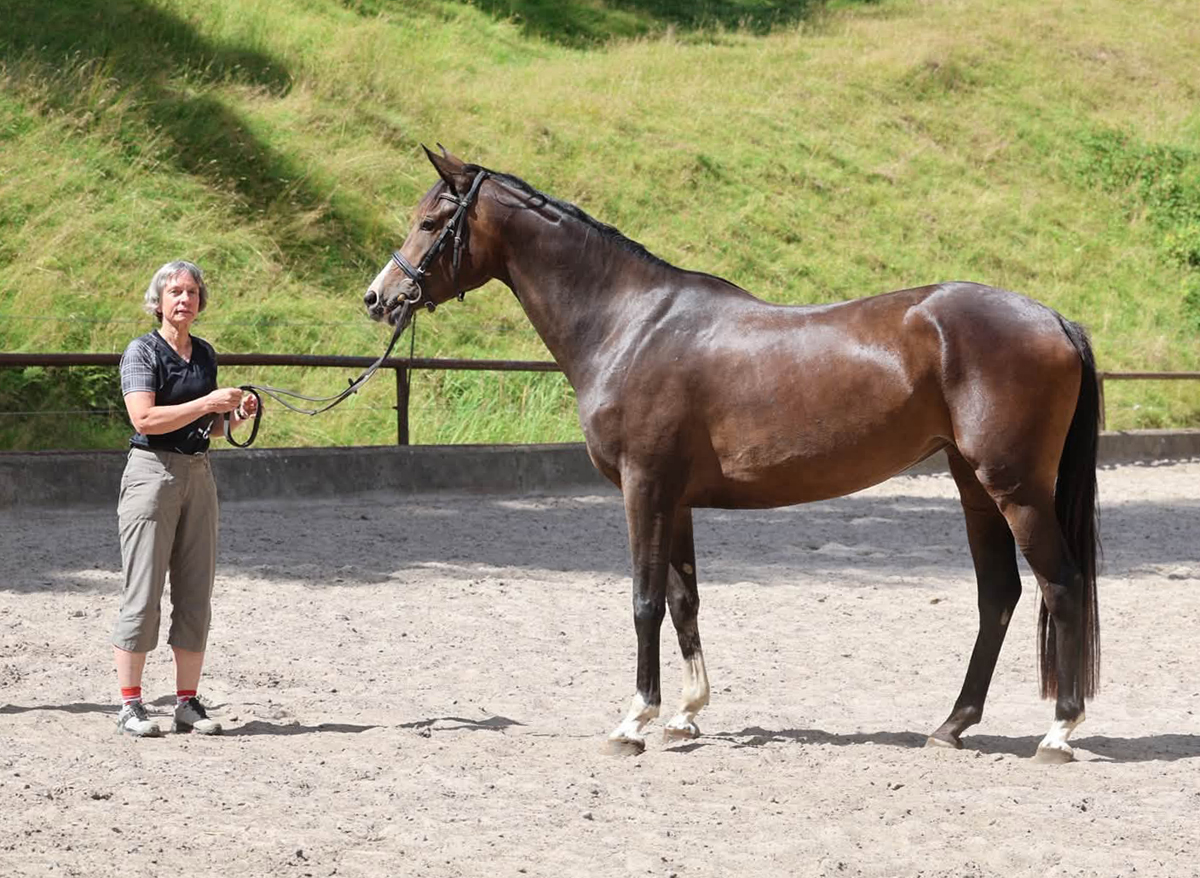 Trakehner Stute  Giavedia (dreij�hrig) - Trakehner Gest�t H�melschenburg - Foto Beate Langels