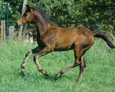 Filly by Shavalou out of Gloriette, Halfsister to the Champion-Mares Greta Garbo and Gracia Patrizia