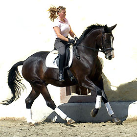 Golany: 4year old trakehner Gelding by Summertime out of Greta Garbo by Alter Fritz