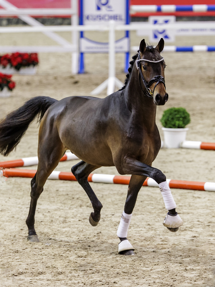 Trakehner Hengst Goldkurs u.d. Pr., St.Pr. u. Elitestute Gardema� von Shavalou u.d. Elitestute Gloriette v. Kostolany  - Gest�t H�melschenburg - Beate Langels