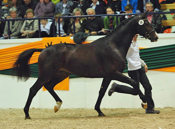 Trakehner Stallion Grand Corazn by Symont out of Pr.a.StPrSt. Guendalina by Red Patrick xx  - Trakehner Gestt Hmelschenburg - fotografiert von Dr. Peter Richterich