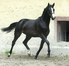 2years old stallion by Summertime out of Greta Garbo by Alter Fritz, Trakehner Gestt Hmelschenburg - Beate Langels
