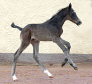 Black colt by Summertime out of Greta Garbo by Alter Fritz (one day old)