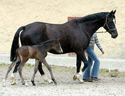 Colt by Summertime out of Greta Garbo by Alter Fritz (one day old)