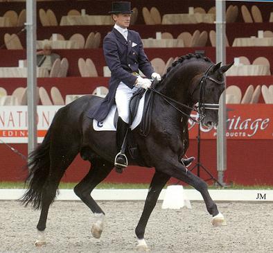 Gribaldi von Kostolany, Siegerhengst der Krung 1995, Grand Prix Sieger - Foto: van Uytert