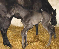 at the age of two hours: black colt by Kostolany out of Elsbeere by Louidor, Breeder: Barbara Gross-Laternser;, Schwförden