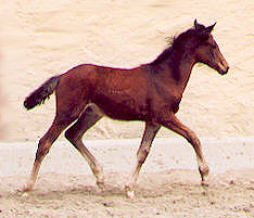 Filly by Alter Fritz out of state-premium mare Guendalina by Red Patrick xx
