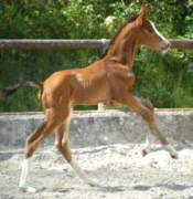 2 days old - Trakehner Colt by Shavalou out of Gwendolyn by Maestro