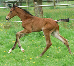 Colt by Freudenfest out of Hekate by Exclusiv