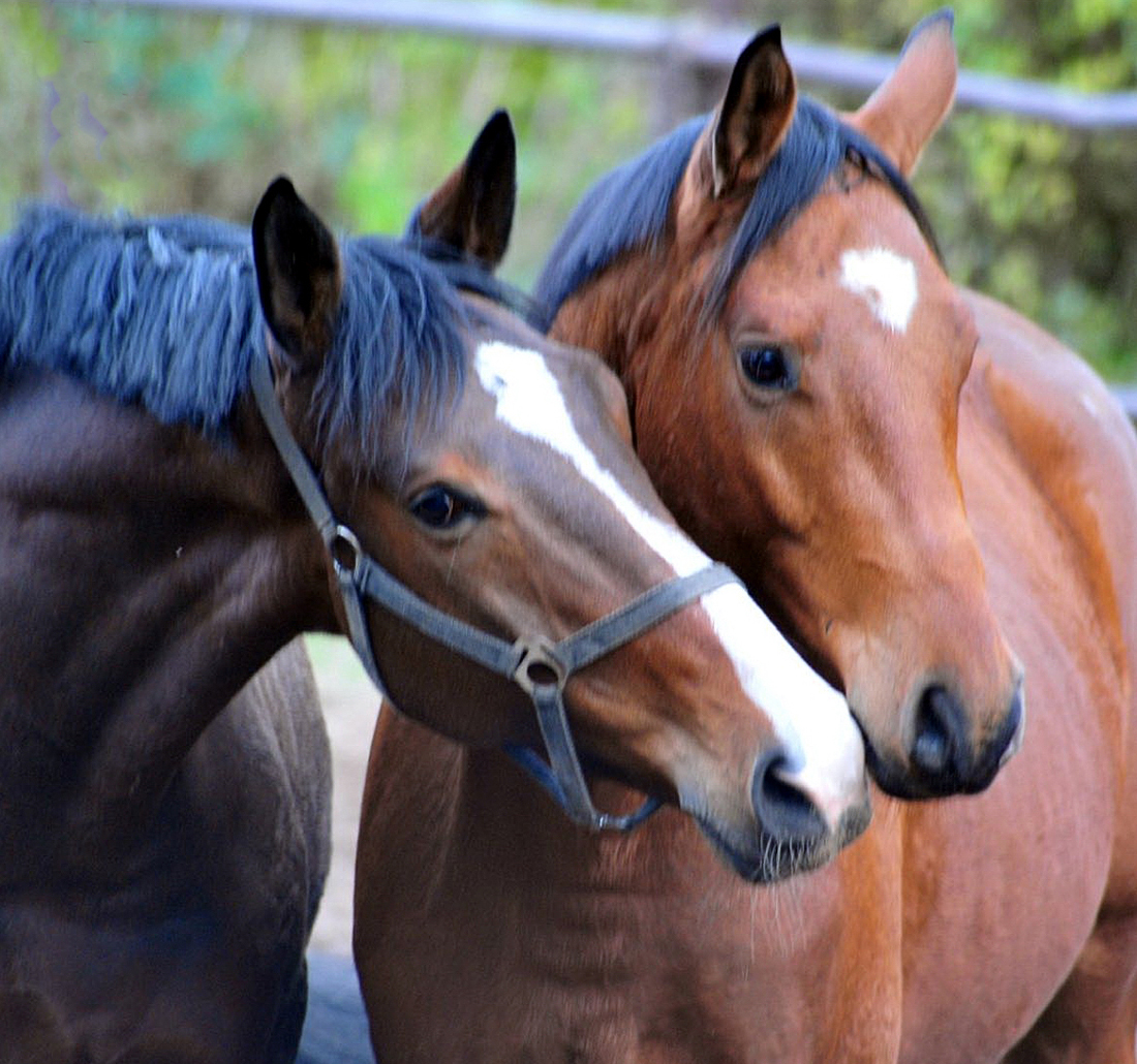 Hmelschenburger Impressionen im November 2025 - Trakehner Gestt Hmelschenburg  - Foto: Beate Langels
