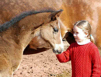 Isabell with a colt by Alter Fritz out of Guendalina