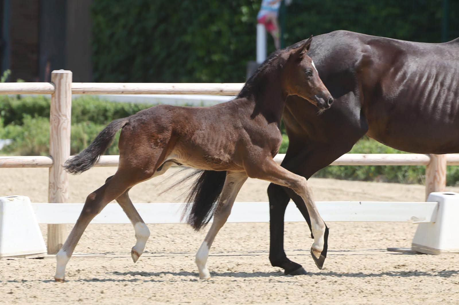 Hengstfohlen von Sutherland u.d. Superbe WH v. Schwarzgold- Foto: Trakehner Verband