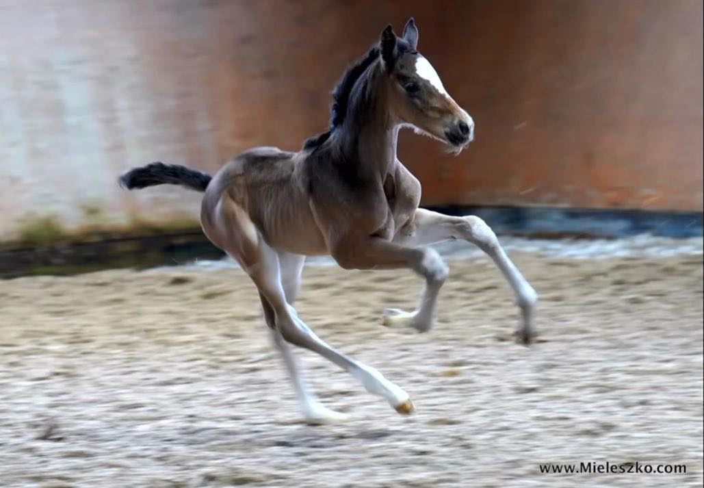 Kaiserin von Rheinglanz u.d. St.Pr.u.Pr.St. Kiss me now v. His Moment u.d. St.Pr.u.Pr.St. Katniss Everdeen v. Saint Cyr - Gestt Hmelschenburg Beate Langels