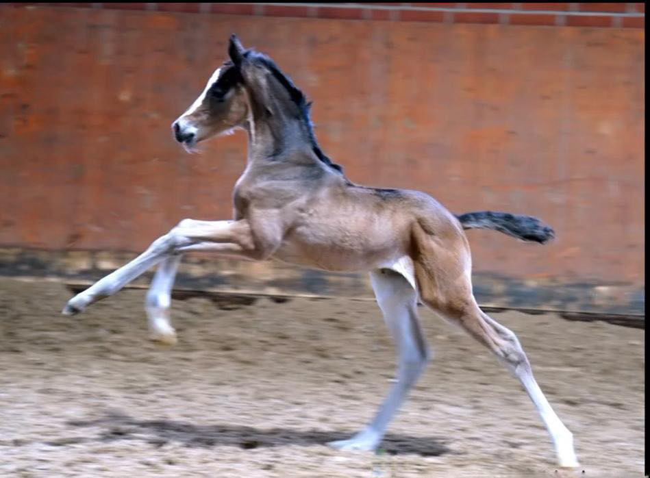 Kaiserin von Rheinglanz u.d. St.Pr.u.Pr.St. Kiss me now v. His Moment u.d. St.Pr.u.Pr.St. Katniss Everdeen v. Saint Cyr - Gestt Hmelschenburg Beate Langels