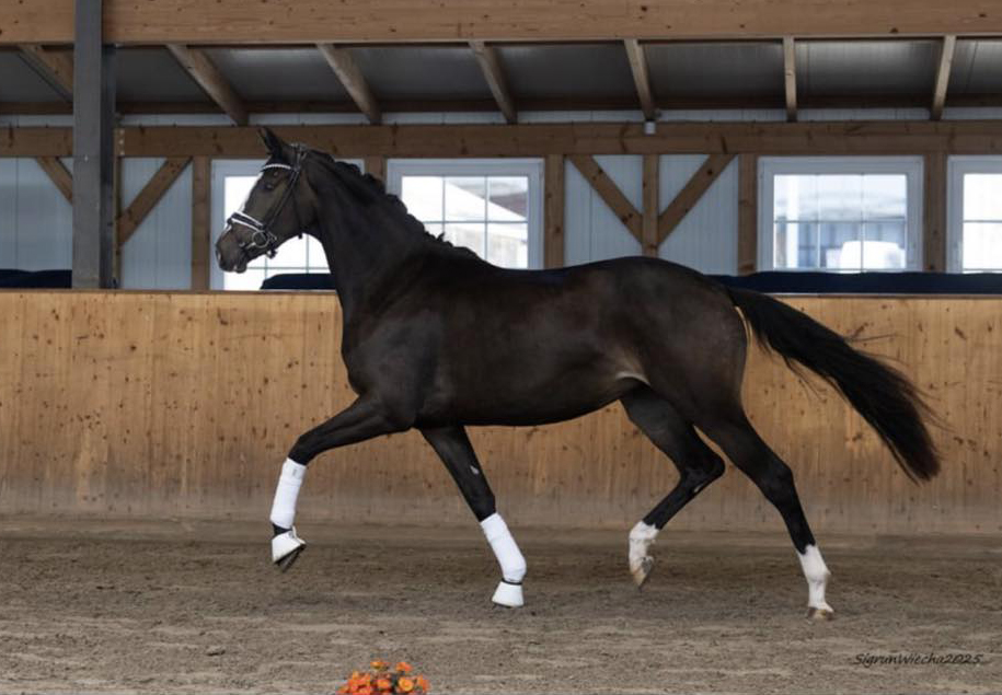 Kaiserin v. Rheinglanz u.d. Pr.u.StPrSt. Kiss me now v. His Moment u.d. Pr.u.StPrSt. Katniss Everdeen v. Saint Cyr - Foto: Langels - Trakehner Gestt Hmelschenburg