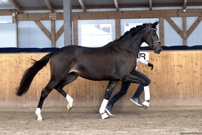 Kaiserin von Rheinglanz u.d. St.Pr.u.Pr.St. Kiss me now v. His Moment u.d. St.Pr.u.Pr.St. Katniss Everdeen v. Saint Cyr - Gestt Hmelschenburg Beate Langels