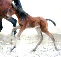 Her first canter: 1 day old!