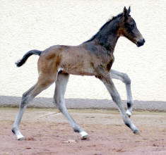 One day old, filly by Shavalou out of Pr.St. Kalmar by Exclusiv