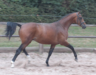 Karenin v. Schwadroneur u.d. Pr.St. Kleo's Double v. Kostolany