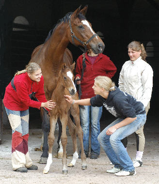 Trakehner filly by Exclusiv