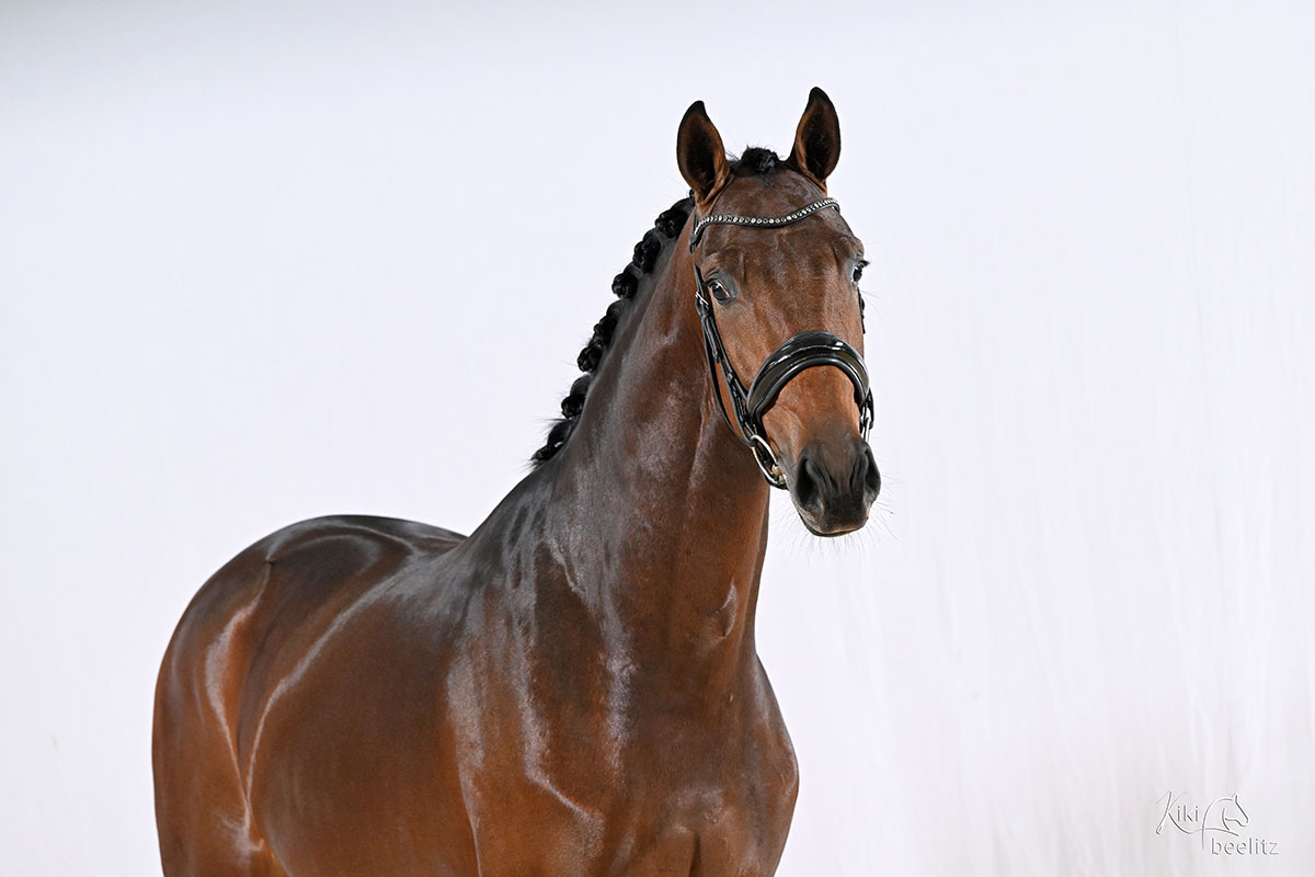 Oldenburger Hengst von Frst Toto u.d. Schwalbenflocke v. Sir Donnerhall I u.d. Schwalbendiva v. Totilas 
Foto Kiki Beelitz - Trakehner Gestt Hmelschenburg - Beate Langels