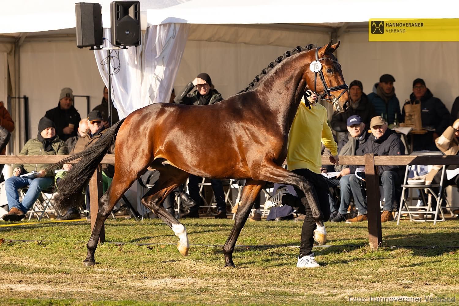 Oldenburger Hengst von Frst Toto u.d. Schwalbenflocke v. Sir Donnerhall I u.d. Schwalbendiva v. Totilas 
Foto Kiki Beelitz - Trakehner Gestt Hmelschenburg - Beate Langels