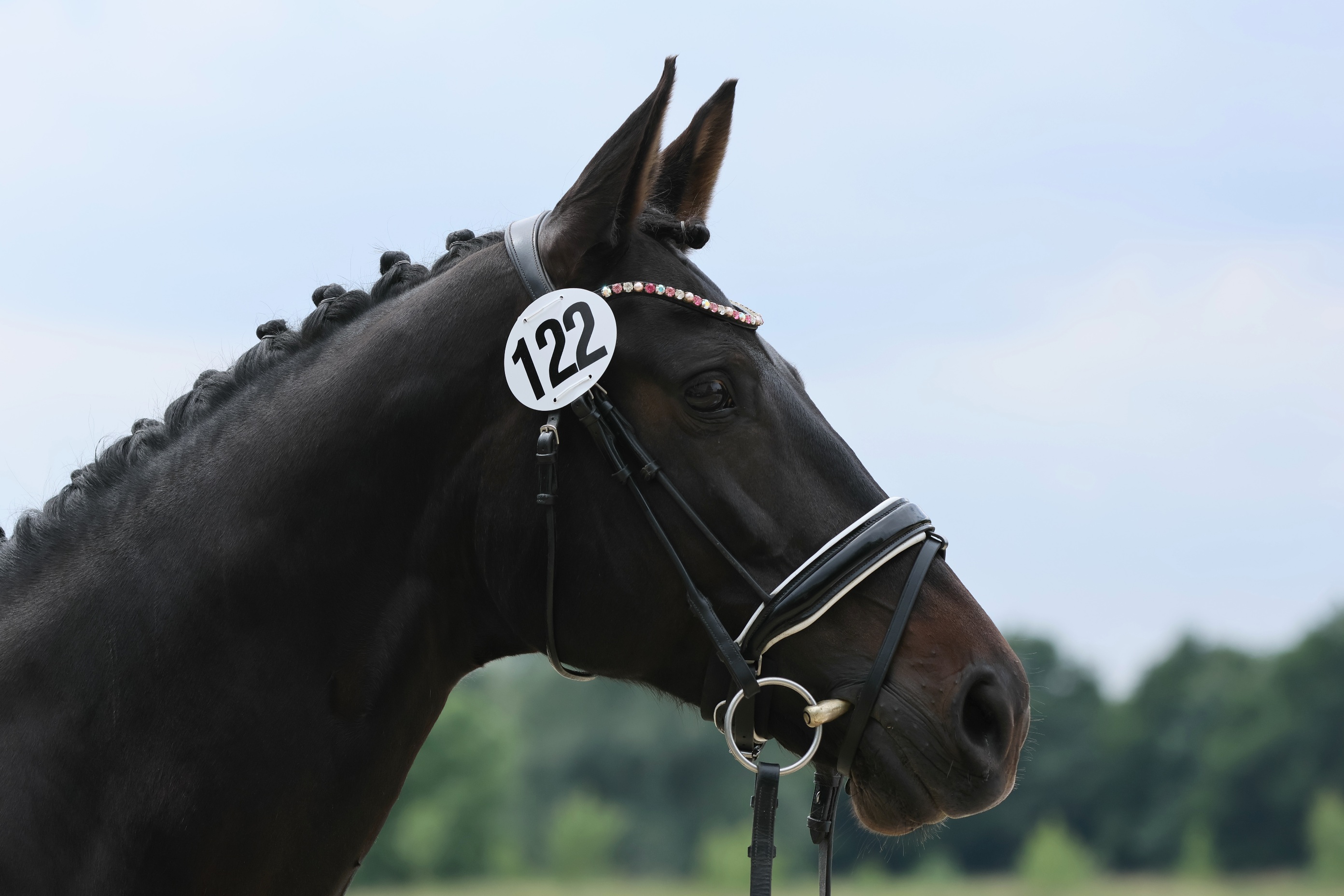 Kahlessi von El Greco u.d. Pr.u.StPrSt. Kendra v. Freudenfest  - Foto: privat -
Gestüt Schäplitz