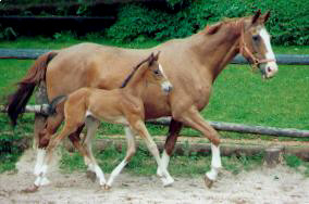 Kleopatra (22-years old) with filly by Kostolany