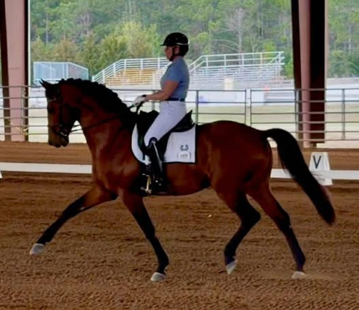 Trakehner Pr�mienhengst Klassic Motion von High Motion und Pr�mienstute Karida v. Oliver Twist - Freudenfest