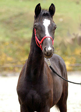 Black Trakehner Colt by Kostolany out of Moosblte by Hohenstein