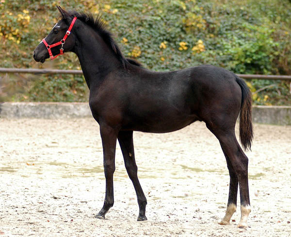 Black Trakehnre colt by Kostolany out of Moosblte by Hohenstein