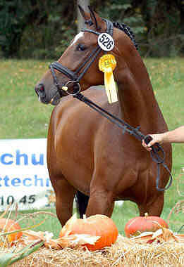 Korona by Freudenfest out of Kaiserflair by Manrico, Champion of the central mare-selection ZB Baden-Wrttemberg, 4-year old mares