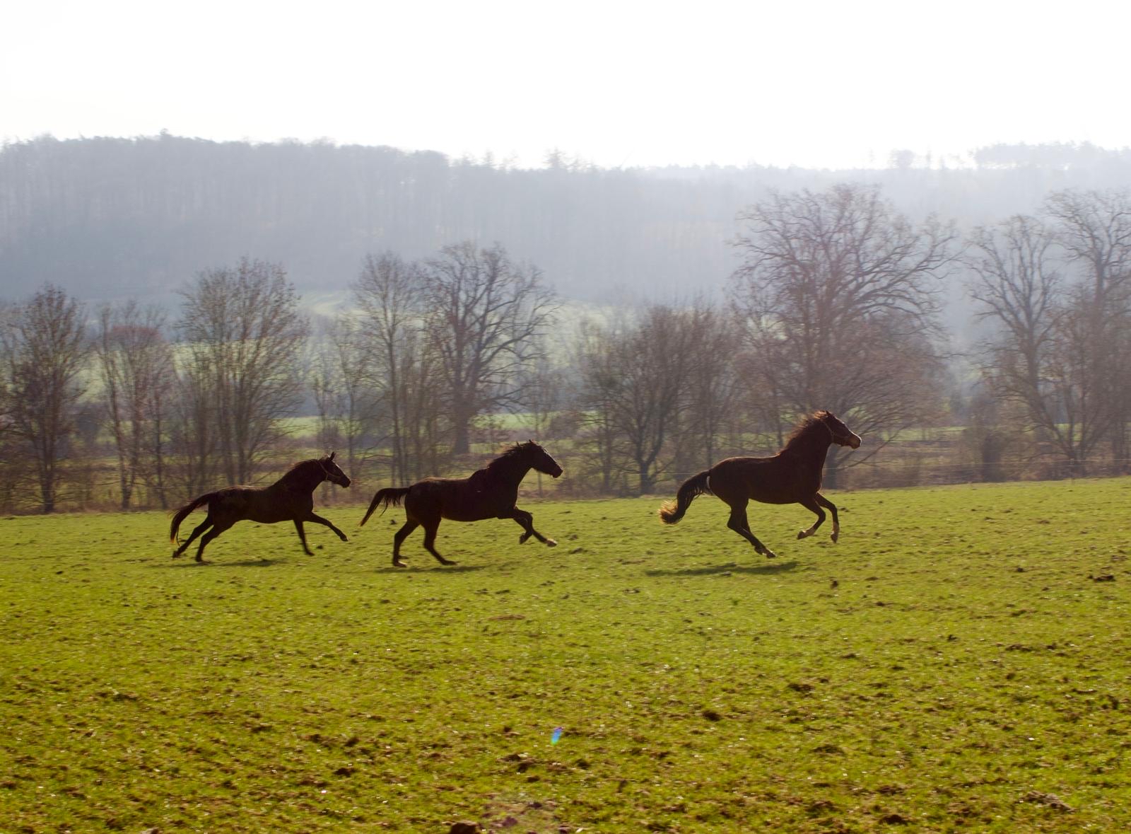Die Trakehner und Oldenburger Stuten auf der Feldkoppel - Foto: Liv M�LLER
