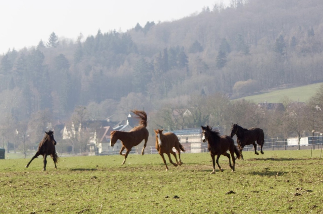 Die Trakehner und Oldenburger Stuten auf der Feldkoppel - Foto: Liv M�LLER