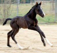 36 Stunden altes Stutfohlen v. Exclusiv u.d. Rominten v. Manrico, Z&uuml;chter: Hendrik Lindhorst