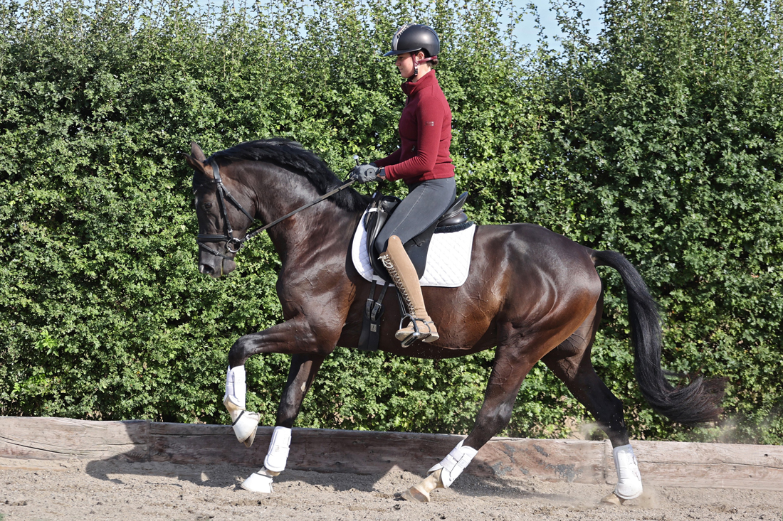 Prämienhengst Sutherland v. Saint Cyr x Touch my Heart - Foto Lune Jancke - Trakehner Gestüt Hämelschenburg