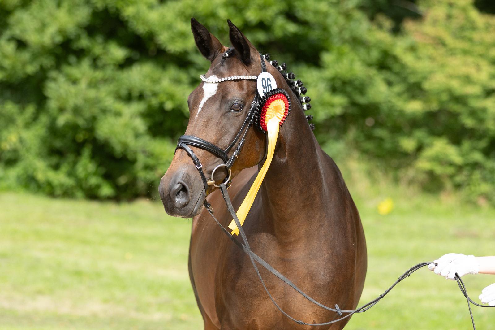 Trakehner Prämienstute GABBANA von High Motion u.d. Greta Garbo v. Alter Fritz, Gestüt Hämelschenburg - Beate Langels, Foto: Meike Düsterald