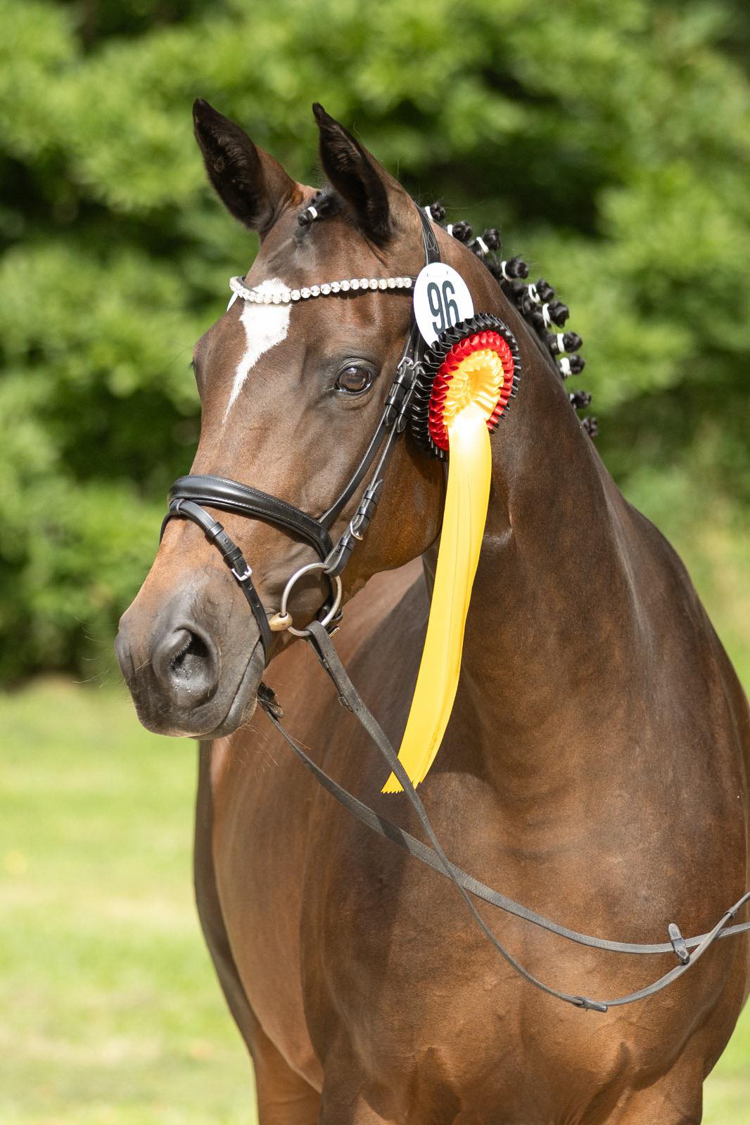 Trakehner Prämienstute GABBANA von High Motion u.d. Greta Garbo v. Alter Fritz, Gestüt Hämelschenburg - Beate Langels, Foto: Pia Elger