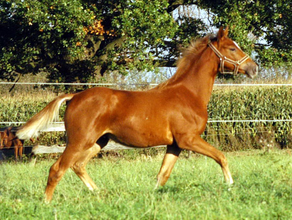 Trakehner Fohlen von Syriano - Uckerm�rker, Foto: Richard Langels, Trakehner Gest�t H�melschenburg