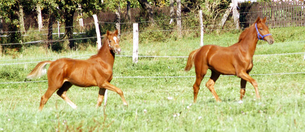 Trakehner Fohlen von Syriano - Uckerm�rker, Foto: Richard Langels, Trakehner Gest�t H�melschenburg