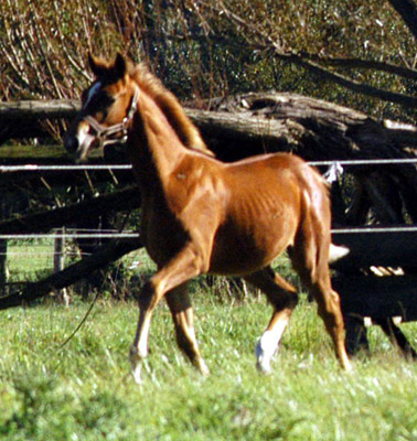Trakehner Fohlen von Syriano - Uckerm�rker, Foto: Richard Langels, Trakehner Gest�t H�melschenburg