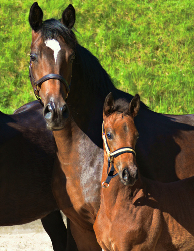 Trakehner Premiummare Gabbana by High Motion out of Greta Garbo by Alter Fritz, Gestüt Hämelschenburg - Beate Langels