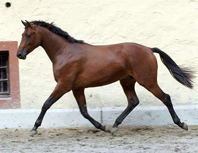 Pardieux v. Freudenfest - Mumpitz