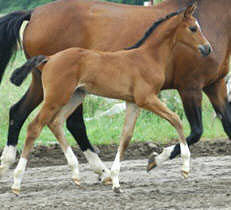 Filly by Shavalou out of SansSouci by Pardon Go, Breeder: Georg Pleister, Melle