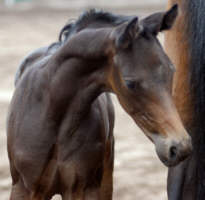 Brown Trakehner colt by Summertime - Ostermond