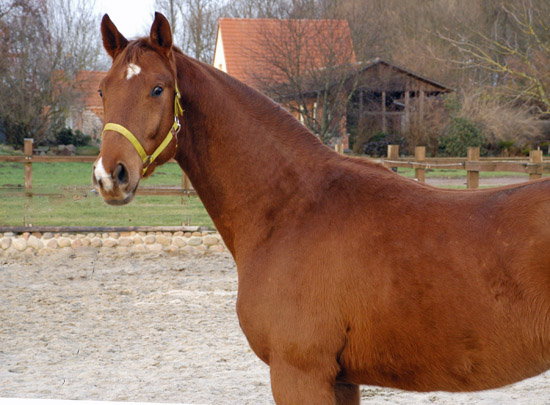  3j�hriger Wallach von Fidertanz - Foto: Richard Langels - Gest�t Sch�plitz