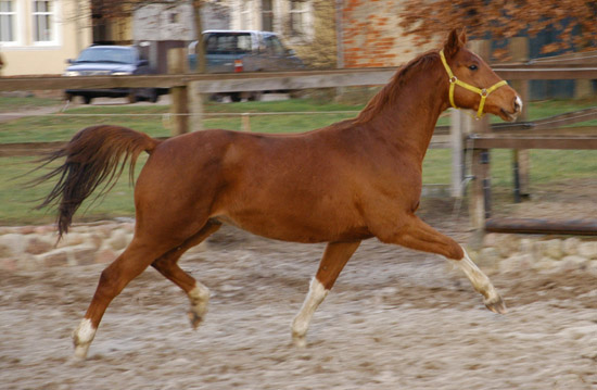 3j�hriger Wallach von Fidertanz - Foto: Richard Langels - Gest�t Sch�plitz