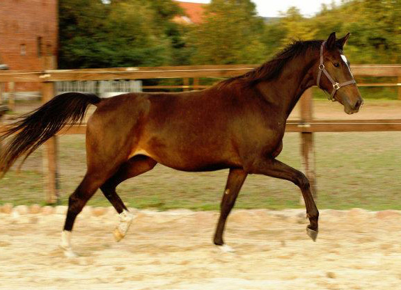 Kendra von Freudenfest u.d. Klara v. Exclusiv - am 22. September 2011 - Foto: Richard Langels - Trakehner Gestüt Schäplitz