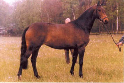 Sacre Coeur - Champion at the central mare grading 1991