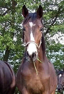 Giavedia von Gl�cksruf y Saint Cyr - Foto: Sabine Bayer